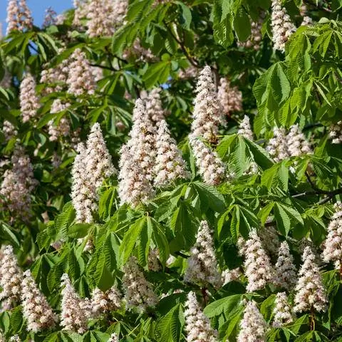 цветущий конский каштан