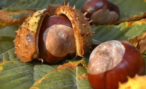 конский каштан, каштаны