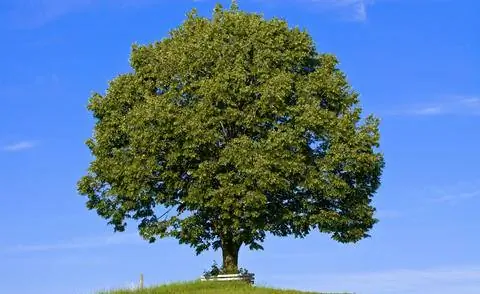 С годами конский каштан вырастает в раскидистое большое дерево