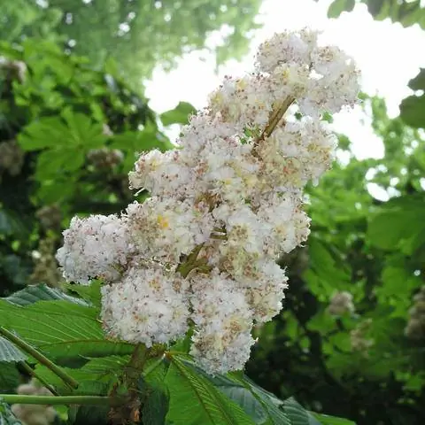 Цветок Aesculus hippocastanum 'Baumannii'