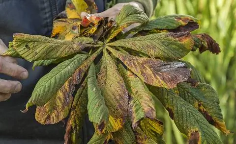 Вредный образ каштанового листового минера