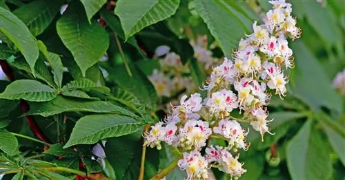 Конский каштан обыкновенный