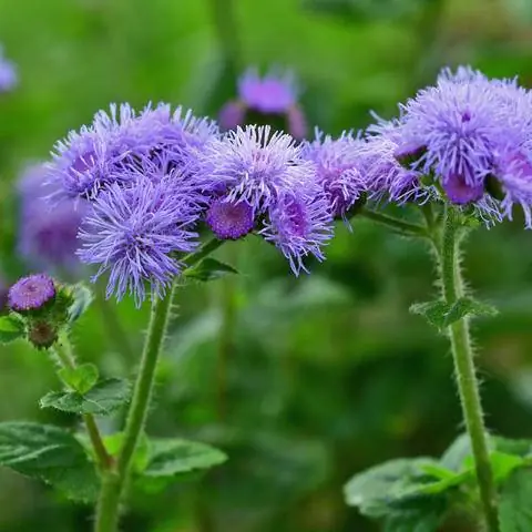 цветы бальзама для печени