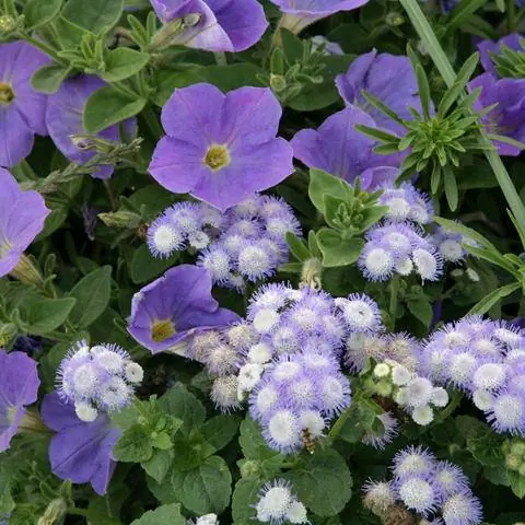 Бальзам для печени и петунии