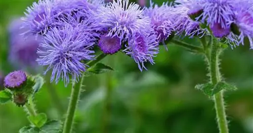 Бальзам для печени, Агератум