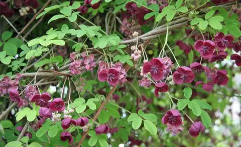 Акебия (Akebia quinata)