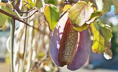 Плод плетистого огурца Акеби