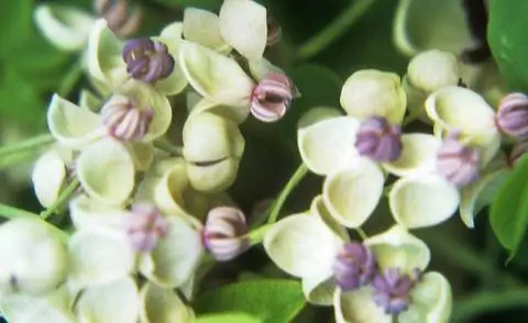 Акебия пятнистая ‘Альба’