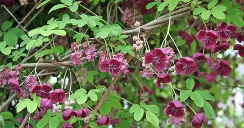 Акеби, лазающий огурец