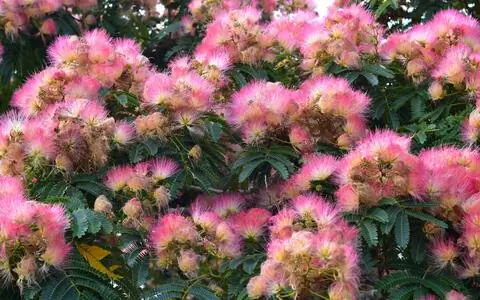 шелковое дерево