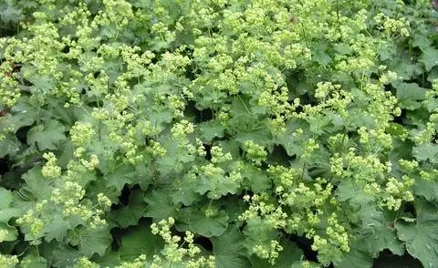 Почвопокровная мягкая манжетка