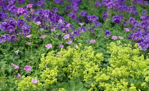 Мягкая манжетка в сочетании с фиалково-цветущими многолетниками