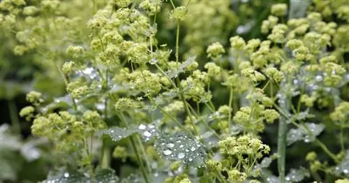 Мягкий мантильон