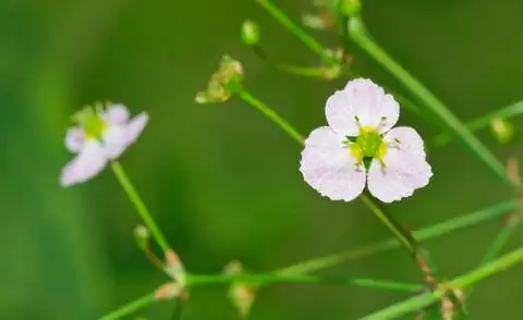 Блоссом обыкновенная лягушачья ложка