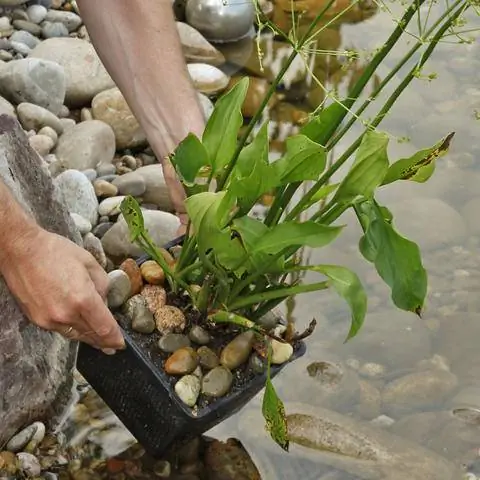 Положите обычную лягушачью ложку в садовый пруд