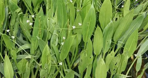 Ложка обыкновенной лягушки