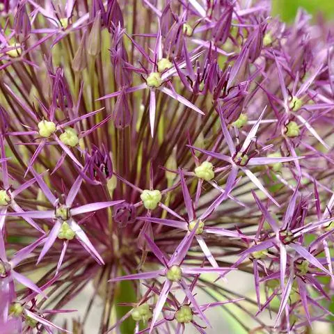 Цветки лука-порея