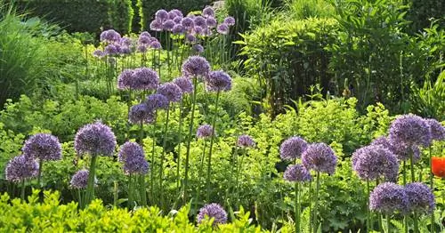 Лук-порей звездчатый