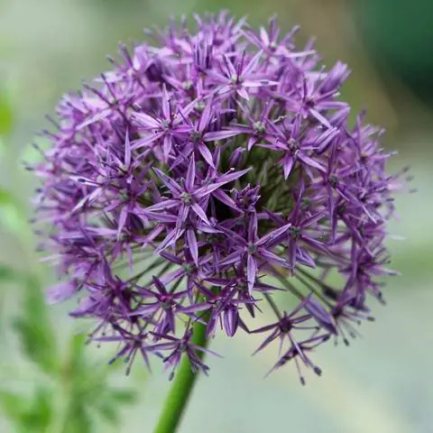 Цветочные шары Allium giganteum