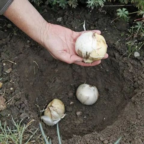 Луковицы Allium giganteum