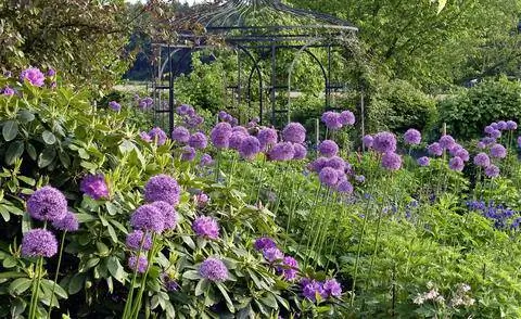 Лук гигантский в цвету