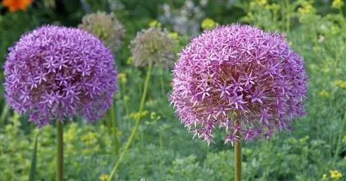 Лук-порей гигантский