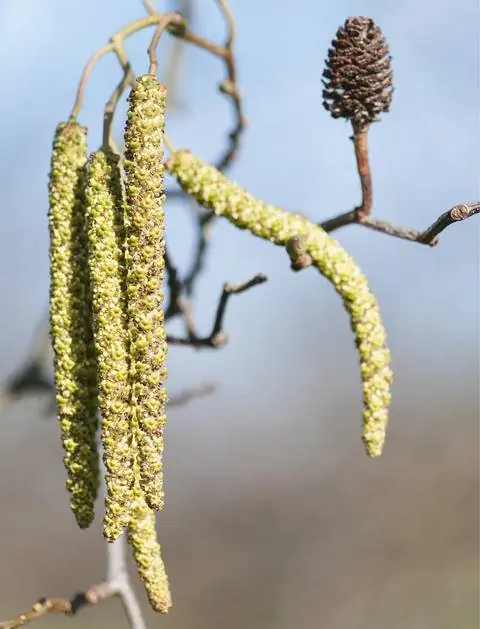 Цветы серой ольхи
