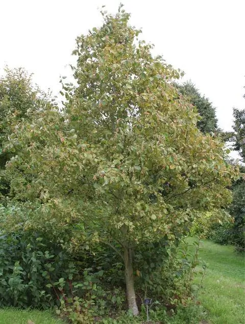 Ольха золотая (Alnus incana 'Aurea')