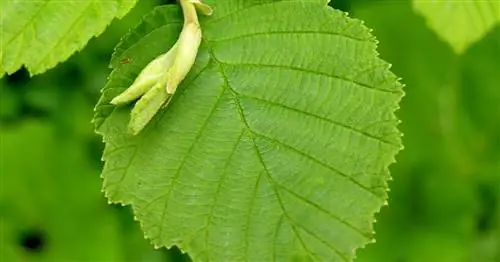 Ольха серая, Ольха белая