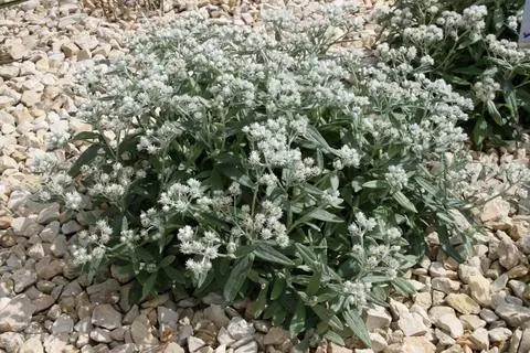 Anaphalis triplinervis 'Somme Schnee'