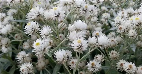 Жемчужная корзинка, жемчужная лапка