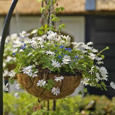 Ветреница балканская 'White Splendor'