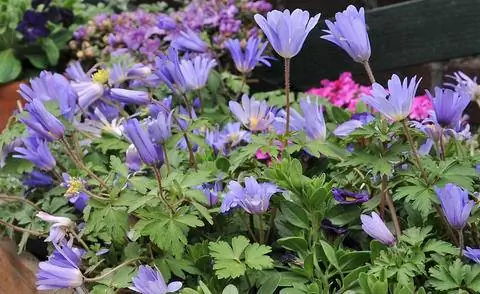 Анемон бланда 'Blue Shades'