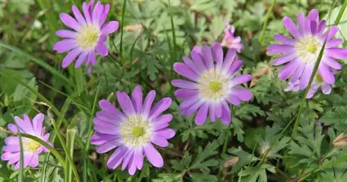 Балканский анемон, Рэй анемон