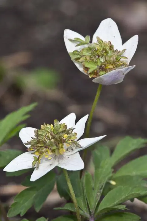 Ветреница древесная 'Зеленые пальцы'