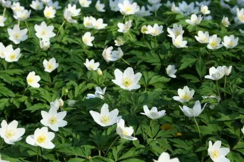 Ветреница древовидная 'anemone nemorosa'