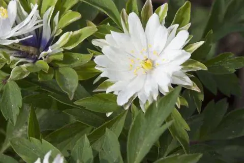 Ветреница древесная 'Bracteata Pleniflora'