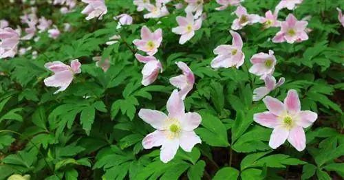 Древесный анемон