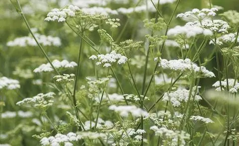 Цветочные зонтики кервеля