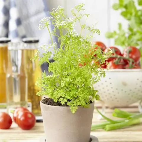 Кервель в горшке