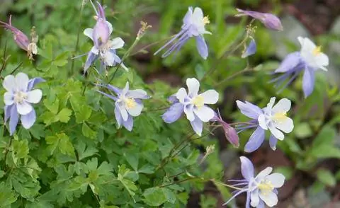Цветы акеле длинношпорцевого