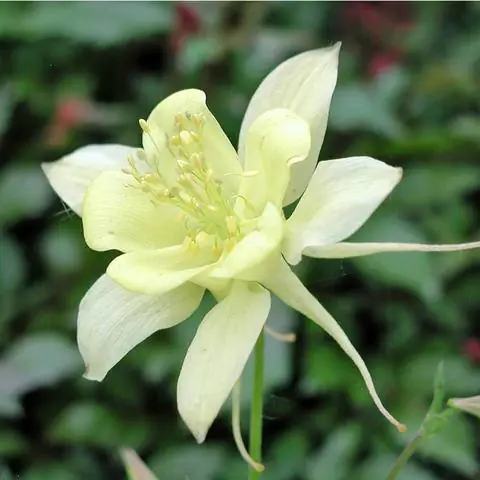 Aquilegia caerulea 'Maxistar'