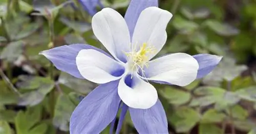 Садовая Колумбина, Колумбина с длинными шпорами