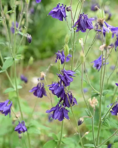 Коломбина цветы