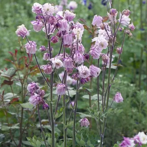 Аквилегия обыкновенная ‘Бабушкин сад’