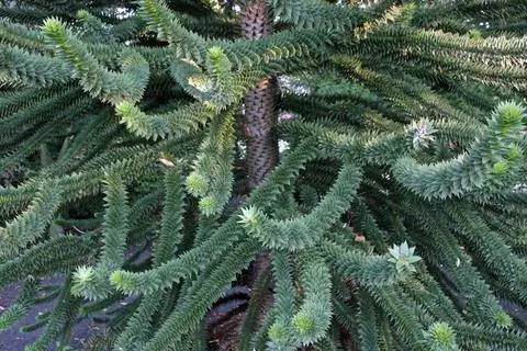 Ветви андской ели