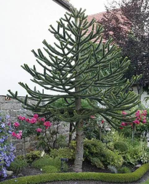 Андская ель в декоративном саду