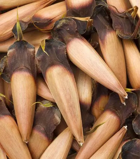 Семена андской пихты