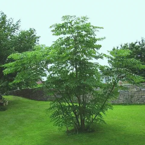 Аралия японская (Aralia elata)