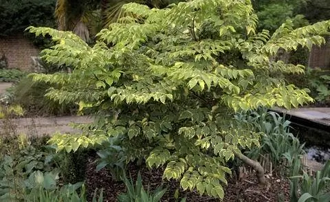 Аралия высокорослая 'Aureovariegata'
